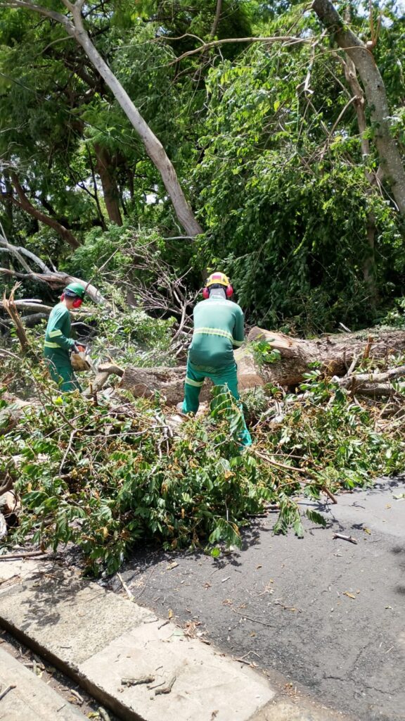 A imagem mostra dois trabalhadores em um ambiente com muitas árvores e galhos caídos. Ambos vestem uniformes verdes e equipamentos de proteção, incluindo capacetes e protetores auriculares. Um deles, à esquerda, está operando uma motosserra para cortar um tronco. O outro trabalhador, à direita, está posicionado próximo a um grande tronco caído, também parecendo envolvido na tarefa de limpeza ou corte.