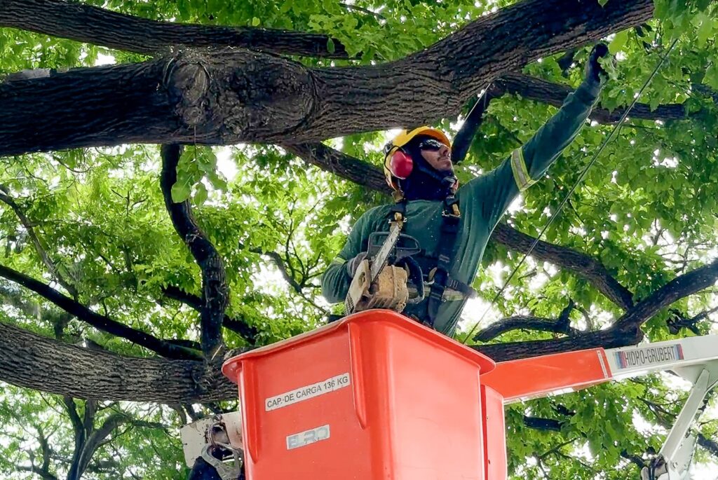 O homem está em um cesto de guindaste, com um capacete amarelo, óculos de proteção e protetores auriculares. Ele está usando um macacão verde e um arnês de segurança. Ele está segurando uma motosserra nas mãos. Ele está em pé em um cesto laranja, que tem "CAP. DE CARGA 136 KG" escrito em um lado. O cesto está elevado em uma árvore grande, com galhos grossos e muitas folhas verdes. O homem parece estar podando a árvore.