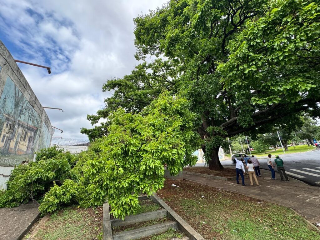 A imagem mostra uma grande árvore com galhos caídos em primeiro plano, perto de um muro com um mural. Ao fundo, pessoas observam a cena em uma calçada, com carros e uma rua movimentada. O céu está nublado, com algumas aberturas de sol.