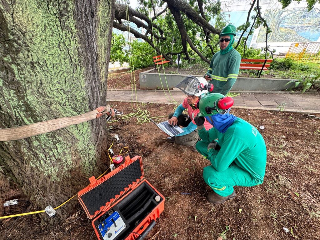A imagem mostra duas pessoas em um ambiente externo, possivelmente um parque ou área arborizada, examinando uma árvore grande. * A pessoa à esquerda está agachada, vestindo um uniforme verde com capacete verde e protetores auriculares. Ela parece estar medindo algo na base da árvore com uma fita métrica amarela e um dispositivo. * A pessoa à direita está sentada, usando um capacete branco com protetores auriculares e uma bandana verde com um padrão repetitivo. Ela está olhando para um laptop aberto, que está apoiado em seu colo. * A árvore em primeiro plano é muito grande e tem uma casca grossa e texturizada. Há galhos caídos e folhas no chão ao redor da base da árvore, sugerindo que pode ter havido algum tipo de serviço de poda ou manutenção. * Ao fundo, é possível ver bancos vermelhos e mais árvores, além de uma estrutura que pode ser um edifício. O ambiente parece ser um dia claro, com luz natural iluminando a cena. * Há também cordas enroladas no chão, que podem ser equipamentos de escalada ou de trabalho em altura, comumente usados por arboristas ou equipes de manutenção de árvores.