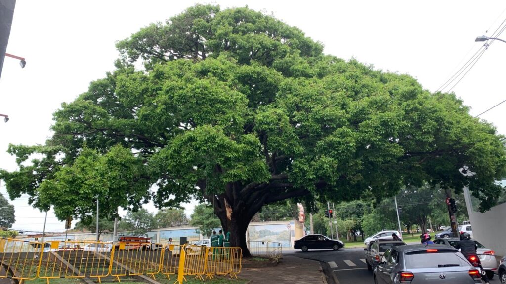 A imagem mostra uma árvore frondosa e verde, com um tronco grosso e galhos que se estendem amplamente, cobrindo uma grande parte do céu. A árvore está em um ambiente urbano, com carros em uma rua movimentada ao lado. Há também uma construção com cercas amarelas e algumas pessoas vestindo uniformes verdes perto da árvore. Ao fundo, é possível ver edifícios e mais árvores. O céu está nublado, o que sugere um dia com pouca luz solar.