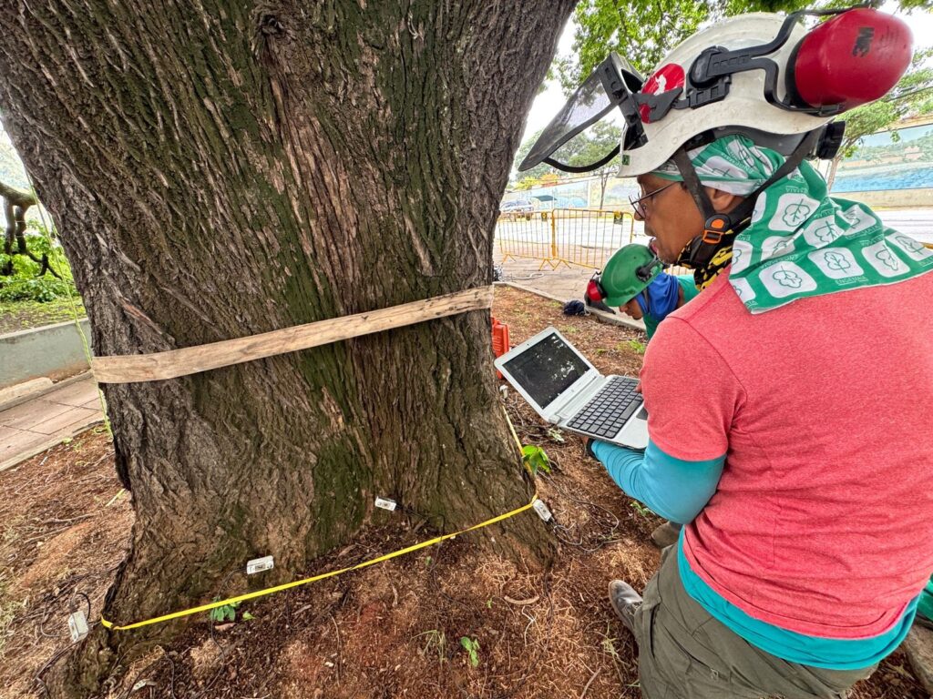 A imagem mostra duas pessoas, possivelmente cientistas ou arboristas, trabalhando ao lado de uma grande árvore. A pessoa em primeiro plano está vestida com uma camiseta vermelha por cima de uma camisa azul, usa um capacete branco com protetor facial transparente e protetores auriculares vermelhos, além de uma bandana verde com estampa branca. Ela segura um laptop prateado, aparentemente registrando dados ou observações. Na tela do laptop, observa-se uma imagem escura, possivelmente mostrando o interior ou uma parte danificada da árvore. A outra pessoa, ao fundo, usa um capacete verde e uma camisa azul, também observando a árvore. O tronco da árvore é grosso e tem uma textura áspera. Preso ao tronco, há uma tábua de madeira horizontal e vários pequenos dispositivos brancos conectados por fios, que parecem ser sensores para monitoramento. Uma fita métrica amarela está esticada no chão ao redor da base da árvore. Ao fundo, há uma cerca de proteção amarela, alguns carros estacionados e uma construção com um mural pintado. O ambiente parece ser externo, com chão coberto por folhas secas e terra, e o clima está nublado, com luz difusa.