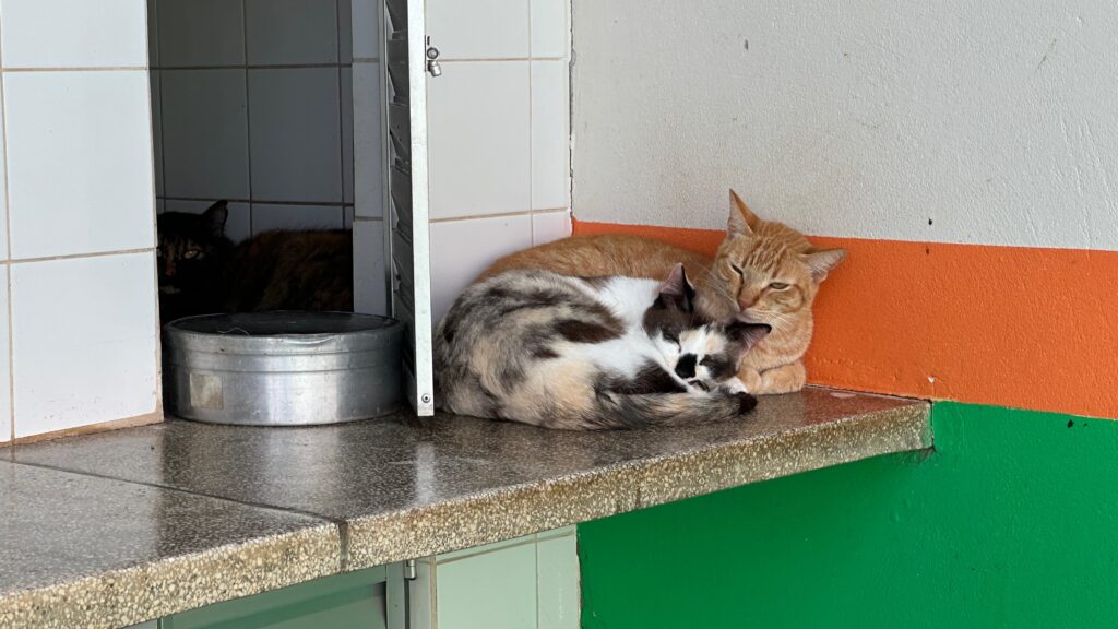 A imagem mostra três gatos em um ambiente interno que parece ser um abrigo ou local similar. No primeiro plano, dois gatos estão aconchegados juntos em uma prateleira. Um gato laranja maior está deitado, e um gato menor com manchas brancas, pretas e cinzas está enrolado sobre ele, dormindo. O gato laranja parece estar protegendo o gato menor. A prateleira é feita de granito polido e reflete a luz. À esquerda, em um nicho com azulejos brancos, um terceiro gato está visível. Este gato é mais escuro, com tons de preto e marrom, e está parcialmente escondido na sombra. Há uma tigela de metal prateado na frente dele. O fundo da imagem é uma parede pintada em duas cores: laranja na parte superior e verde na parte inferior, com uma linha divisória entre elas. A iluminação geral sugere que a luz entra de uma fonte externa, criando sombras e realçando as texturas dos gatos e da superfície.