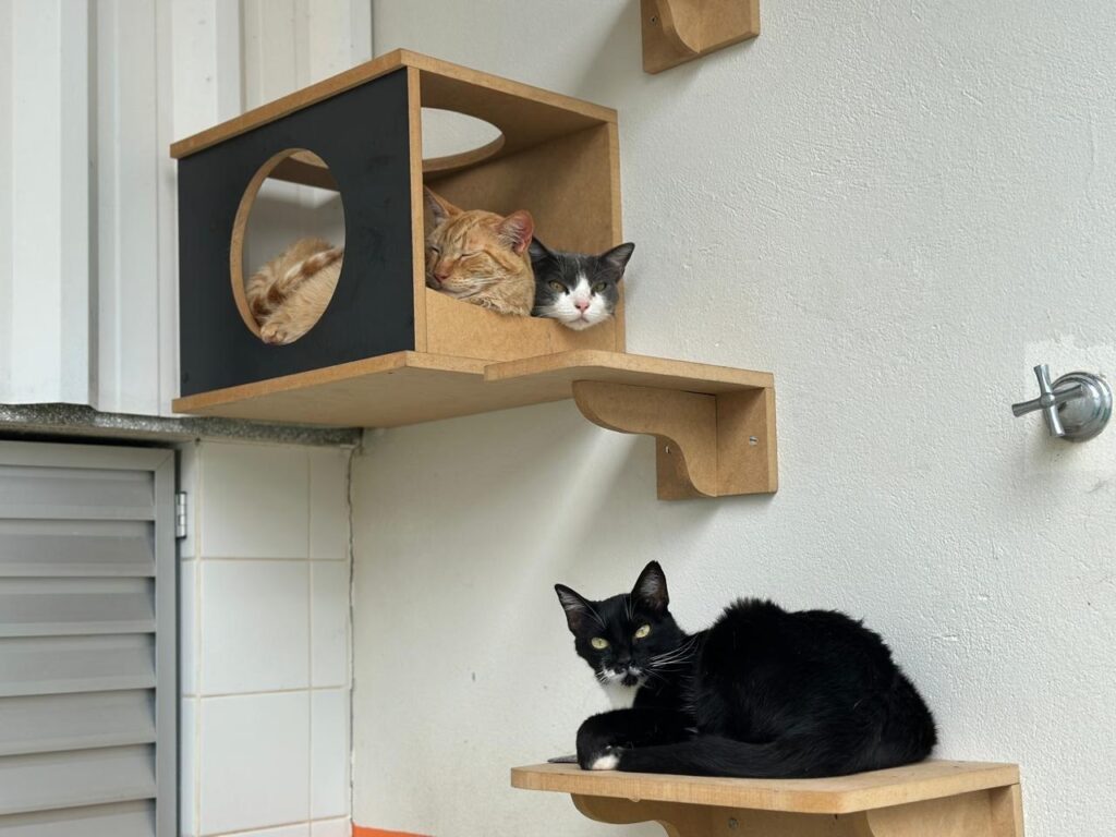 A imagem mostra três gatos em prateleiras e um nicho de parede. Na prateleira superior, dentro de um nicho de madeira com uma abertura circular preta, um gato laranja está dormindo. Ao lado dele, um gato cinza e branco observa atentamente. Na prateleira inferior, um gato preto e branco está deitado, olhando para a câmera com seus olhos verdes brilhantes. As prateleiras e o nicho são feitos de madeira clara e estão montados em uma parede branca. Há também um pequeno objeto de metal prateado fixado na parede, à direita do gato preto e branco.