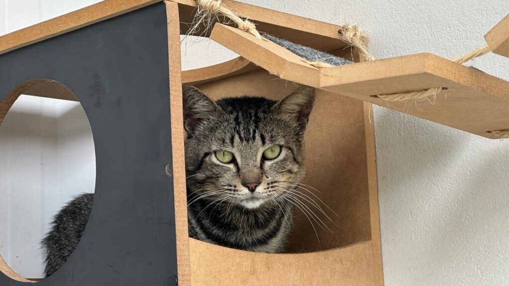 A imagem mostra um gato rajado com olhos verdes brilhantes olhando diretamente para a câmera. O gato está aninhado em uma estrutura de madeira, que parece ser um arranhador ou um ninho para gatos. A estrutura é composta por vários níveis e tem um acabamento em madeira clara, com algumas partes pintadas de cinza escuro. Cordas de sisal grossas são visíveis, presas à estrutura, sugerindo que ela também serve para arranhar. A iluminação é suave, destacando os detalhes do pelo do gato e a textura da madeira. O fundo é uma parede branca e lisa.