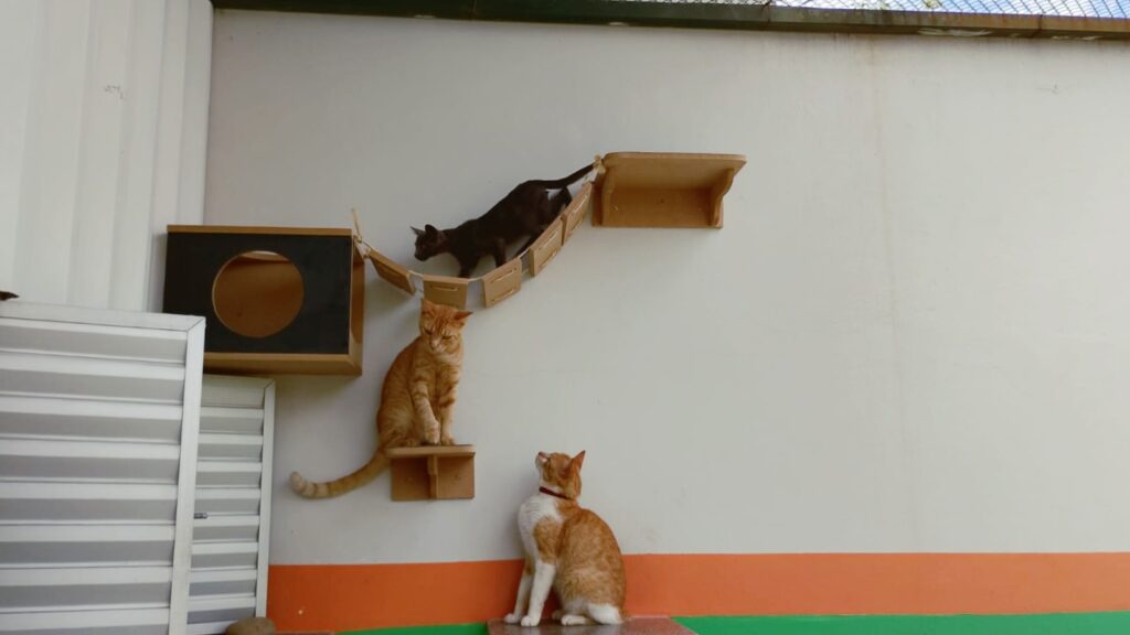 A imagem mostra três gatos em uma parede com estruturas para eles escalarem e se acomodarem. * Um gato preto está no meio de uma ponte suspensa feita de peças retangulares de madeira unidas por cordas. * Um gato laranja está sentado em uma pequena prateleira também de madeira, logo abaixo da ponte. * Outro gato laranja e branco, que usa uma coleira vermelha, está no chão olhando para os outros gatos acima. A parede é branca com uma faixa laranja e verde na parte inferior, e há uma estrutura metálica na lateral esquerda.