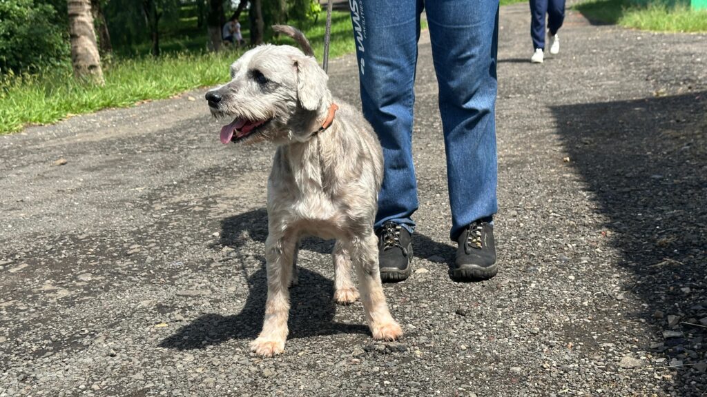 O cachorro, com pelo grisalho e um pouco desgrenhado, está de pé em uma estrada de cascalho, olhando para a esquerda com a boca aberta e a língua para fora. Ele usa uma coleira marrom. Ao lado dele, em pé, estão as pernas de uma pessoa vestindo jeans azuis e sapatos pretos. Mais adiante na estrada, outra pessoa anda de costas, vestindo calças escuras e tênis brancos. O cenário ao redor é um parque ou área verde com árvores e grama, sob luz solar forte, criando sombras distintas no chão.