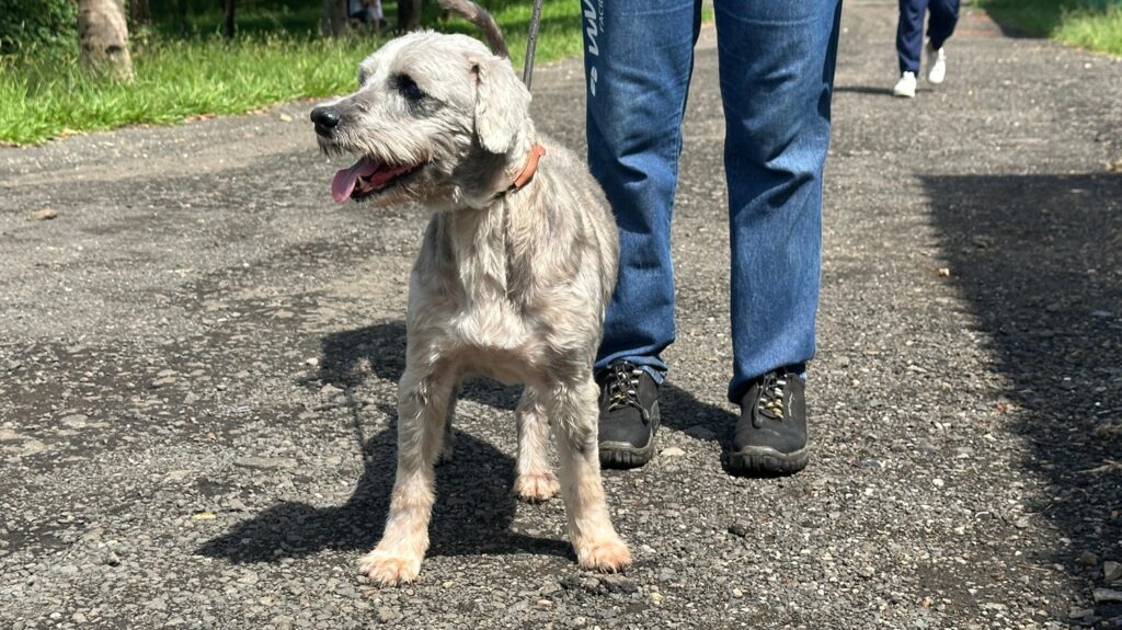 A imagem mostra um cachorro pequeno, de pelagem grisalha e aspecto um pouco desgrenhado, parado em um caminho de cascalho. O cachorro está de perfil, olhando para a esquerda com a língua ligeiramente para fora. Ele usa uma coleira simples de cor clara. Ao lado do cachorro, aparecem as pernas de uma pessoa vestindo calça jeans azul escura e sapatos pretos, sugerindo que está passeando com o animal. O fundo é desfocado, mostrando uma área verde com árvores, indicando que estão em um ambiente ao ar livre, possivelmente um parque ou uma trilha rural. A iluminação é natural, típica de um dia claro, e as sombras do cachorro são visíveis no chão. Ao longe, há outra pessoa também caminhando, mas está desfocada. A imagem transmite uma sensação de tranquilidade e um momento cotidiano de passeio com o cão.