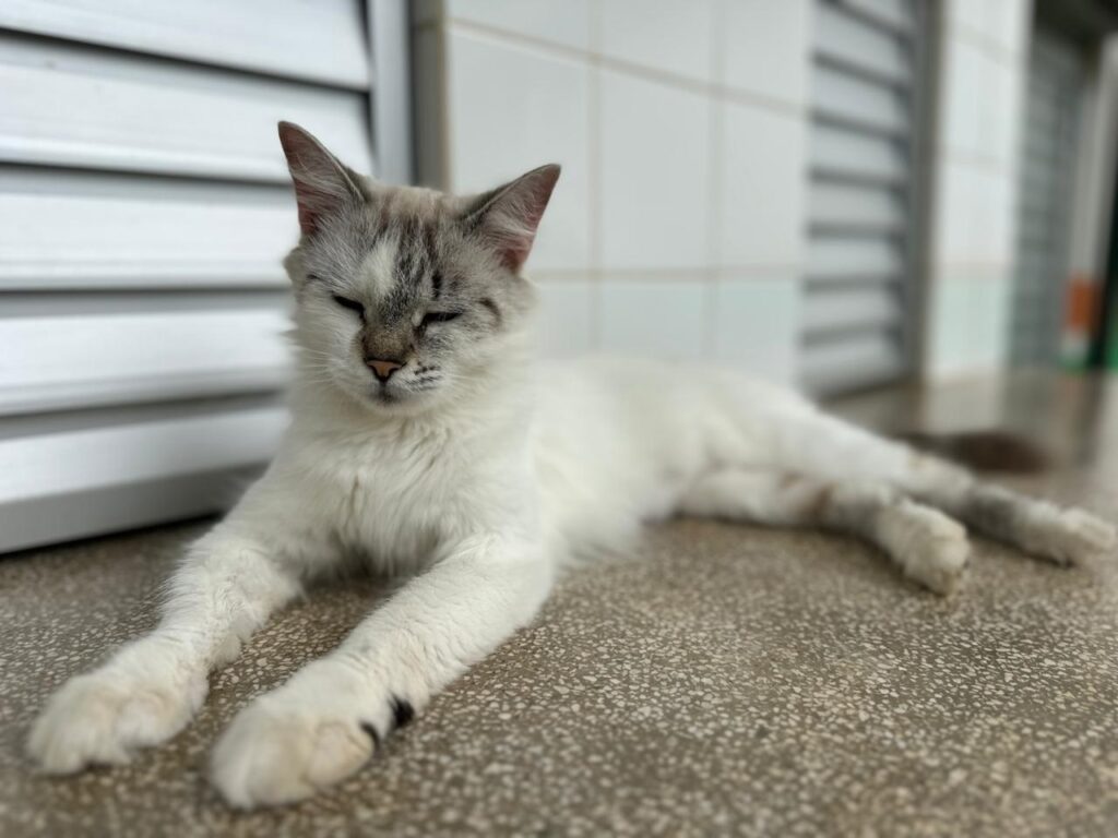 A imagem mostra um gato de pelo longo, predominantemente branco, com manchas cinzas e marrons no rosto e nas patas. Ele está deitado em um piso com textura de granito, com os olhos semicerrados, parecendo relaxado ou sonolento. Ao fundo, há uma parede com azulejos brancos e uma janela com persianas brancas. A iluminação é suave e difusa.