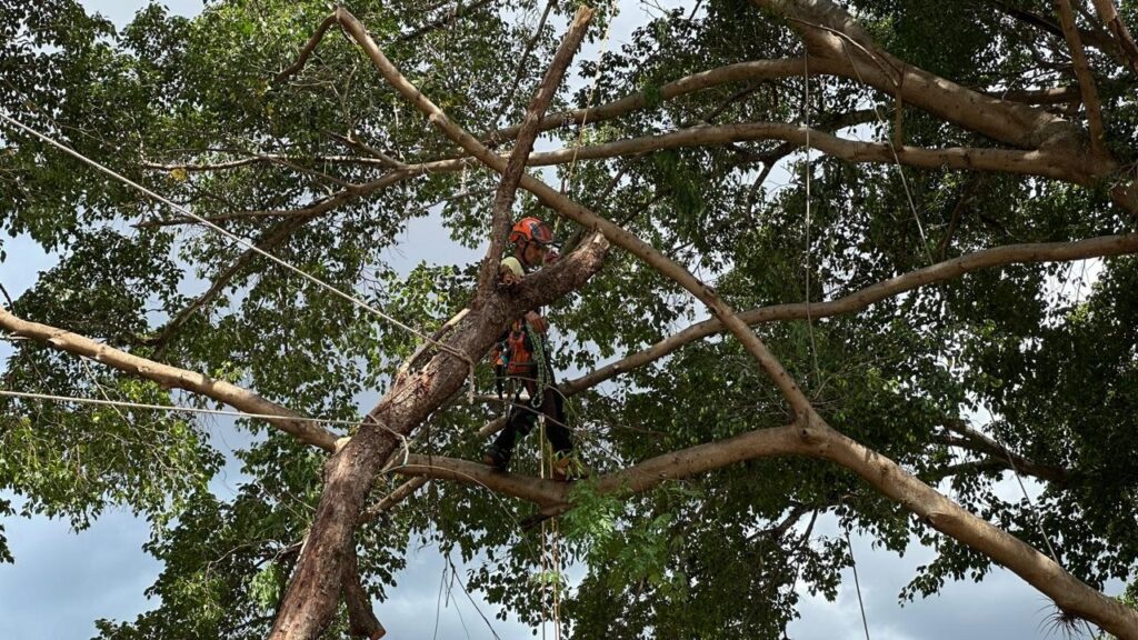 A imagem mostra um *arborista* trabalhando em uma árvore grande e frondosa. Ele está posicionado em um galho robusto, vestindo um capacete laranja e um colete de segurança laranja e preto. O arborista parece estar em processo de poda, com cordas e equipamentos de segurança visíveis, indicando que ele está se movendo e trabalhando em alturas elevadas. A árvore em si possui galhos grossos e muitas folhas verdes, cobrindo a maior parte do céu que aparece em tons de cinza, sugerindo um dia nublado. Várias cordas estão amarradas aos galhos, possivelmente para estabilização ou para auxiliar na descida dos galhos podados. A cena transmite a natureza desafiadora e técnica do trabalho de arborismo profissional.