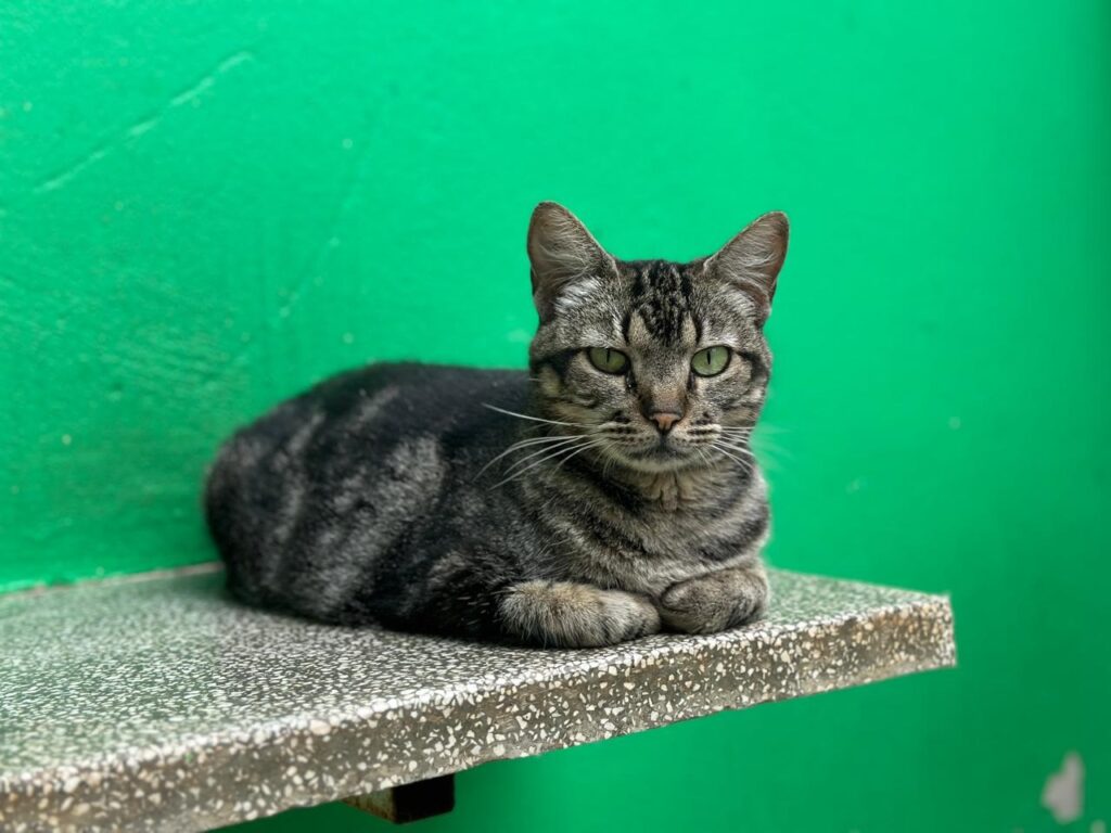 Um gato malhado com olhos verdes brilhantes está deitado em uma prateleira com um fundo verde vibrante. O gato está enrolado, com as patas dianteiras dobradas sob o peito, e olha diretamente para a câmera com uma expressão calma. A prateleira é feita de um material semelhante a granito com pequenas manchas brancas e cinzas. O fundo verde é uma parede lisa, ligeiramente irregular, que contrasta acentuadamente com o padrão do pelo do gato e a textura da prateleira. A iluminação parece ser natural, criando sombras suaves e destacando os detalhes do pelo do gato.