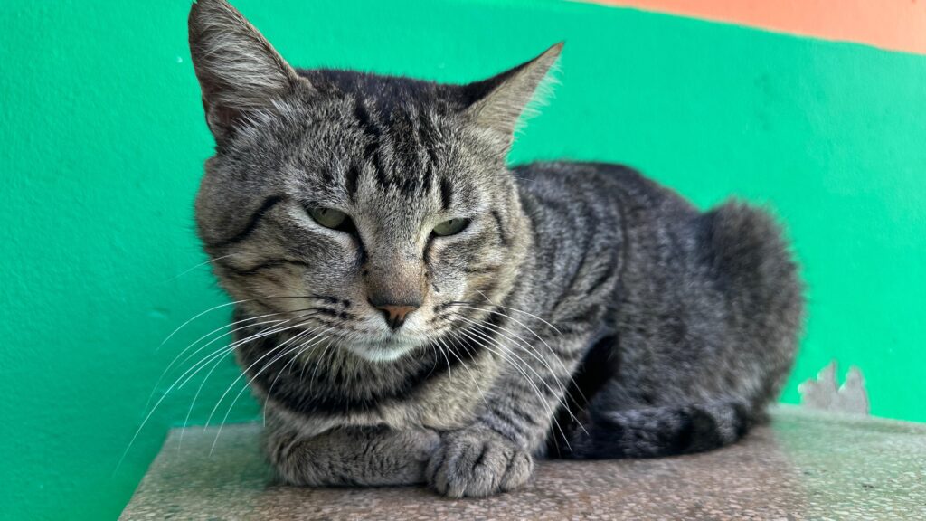 A imagem exibe um gato malhado de pelo curto, predominantemente em tons de cinza e preto. O gato está deitado, com as patas dianteiras cruzadas elegantemente sob o peito, e sua cauda enrolada ao lado do corpo. Seus olhos verdes e penetrantes olham diretamente para a câmera com uma expressão séria e um tanto desconfiada. As orelhas estão erguidas, indicando alerta. O fundo da imagem é uma parede pintada em um vibrante tom de verde, com uma faixa laranja na parte superior, criando um contraste colorido com o pelo do gato. A superfície onde o gato está deitado parece ser de pedra ou concreto, com uma textura granular. A iluminação parece ser natural, vindo de cima e da frente, realçando os detalhes do pelo do gato e criando sombras suaves.