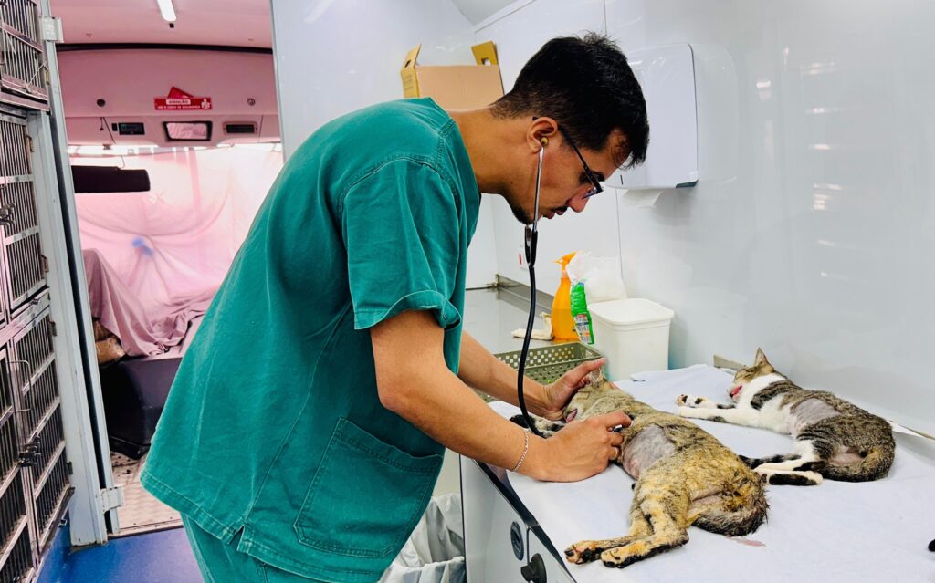 Um veterinário, vestindo um jaleco verde, examina um gato com um estetoscópio dentro de uma van adaptada. O gato está deitado em uma maca, e parece magro, com áreas de pelo raspado. Outro gato, com listras brancas e cinzas, está deitado mais atrás na maca, com a língua para fora. Ao fundo, há gaiolas para animais e suprimentos veterinários, como uma garrafa de spray e recipientes. A iluminação é clara, sugerindo um ambiente clínico.