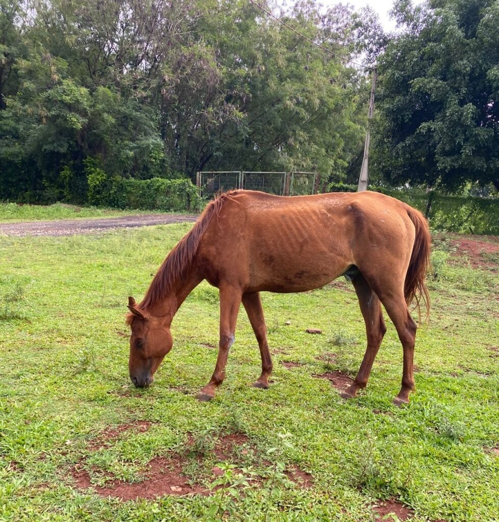 A imagem mostra um cavalo marrom comendo grama em um campo verde. O cavalo parece magro, com as costelas visíveis sob a pele. Ele está com a cabeça baixa, focando na grama. Ao fundo, há uma linha de árvores verdes e densas, e uma cerca de metal. O céu está nublado, o que sugere um dia chuvoso ou nublado. O chão do campo é uma mistura de grama verde e terra avermelhada.