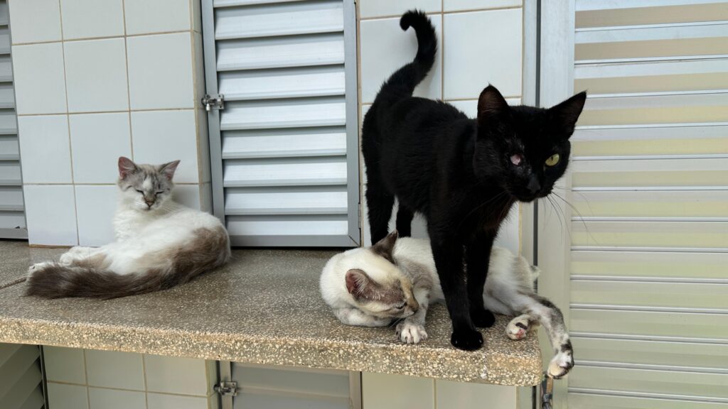 A imagem mostra três gatos em uma prateleira, com azulejos brancos e persianas ao fundo. À esquerda, um gato de pelo longo, predominantemente branco com manchas cinzas e marrons, está deitado com os olhos fechados, parecendo relaxado. Sua cauda longa e espessa está enrolada ao seu lado. No centro e à direita, um gato preto em pé está sobre outro gato deitado. O gato preto tem uma cauda enrolada para cima e sua cabeça está virada para a direita, com um olho verde visível e o outro, à esquerda, parece ter uma condição médica, com uma aparência rosada ou avermelhada. O gato deitado sob o preto é de pelo curto e tem uma coloração clara, com tons de cinza e marrom nas orelhas e em algumas partes do corpo, semelhante ao gato branco à esquerda. Ele está encolhido, com a cabeça virada para a esquerda, e uma de suas patas traseiras está estendida para fora da prateleira.