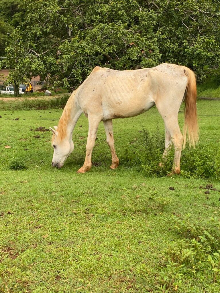 A imagem mostra um cavalo branco magro pastando em um campo gramado. O cavalo está virado para a esquerda, com a cabeça baixa se alimentando. Seu corpo é visivelmente magro, com as costelas e a espinha dorsal proeminentes sob a pele. A crina e a cauda do cavalo são de um tom mais escuro de loiro ou castanho claro. O campo onde o cavalo está é coberto por grama verde vibrante, com algumas manchas de vegetação mais alta e arbustos espalhados. Ao fundo, há uma grande árvore frondosa com folhagem densa. À esquerda, ao longe, podem ser vistos alguns veículos e uma estrutura amarela, sugerindo a proximidade de uma área habitada ou de trabalho. O ambiente geral parece ser rural ou semi-rural.