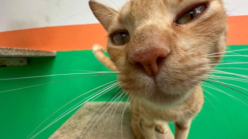 A imagem mostra um close-up de um gato laranja, com um efeito de lente grande angular que destaca especialmente o focinho do animal, que aparece bem próximo e em foco. O gato tem pelos alaranjados e bigodes brancos longos que se estendem horizontalmente pela imagem. O fundo é composto por faixas coloridas nas cores verde e laranja, sugerindo que o local é interno, possivelmente uma área decorada ou uma gaiola colorida. A luz é clara e uniforme, realçando as texturas do pelo e do nariz do gato. A expressão do gato parece curiosa, como se estivesse cheirando ou observando atentamente a câmera.