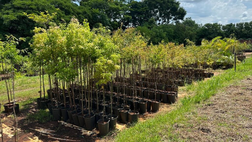 A imagem mostra um viveiro ou centro de jardinagem com várias árvores jovens plantadas em vasos pretos, organizadas em fileiras ordenadas. As árvores em primeiro plano são mais altas e possuem folhagem verde e amarelada, indicando talvez diferentes espécies ou estados de crescimento. Ao fundo, vê-se uma paisagem natural com árvores maiores e um céu nublado, transmitindo uma sensação de tranquilidade e natureza abundante. O gramado na frente está um pouco seco, contrastando com o verde vibrante das plantas. Também é possível notar algumas plantas do tipo palmeira mais ao fundo, à direita. A cena geral passa a impressão de um local bem cuidado, preparado para o cultivo e venda de plantas.