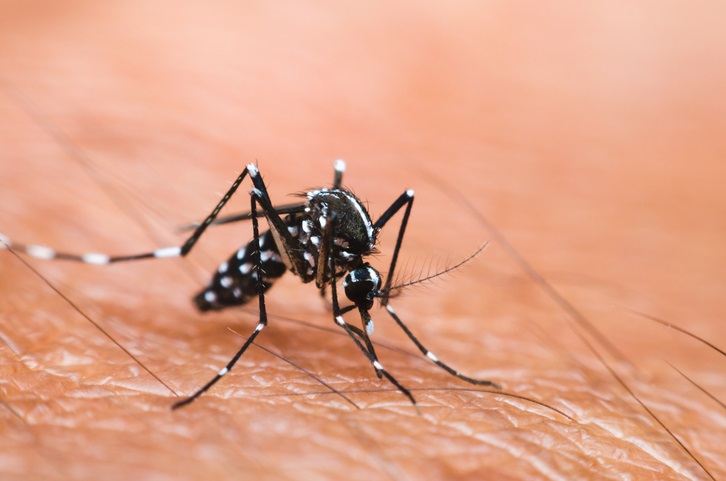 A imagem mostra uma foto em close (macro) de um mosquito do gênero Aedes, provavelmente Aedes aegypti ou Aedes albopictus, pousado sobre a pele humana. O mosquito é preto com detalhes em branco, apresentando listras brancas características nas pernas e no corpo. Ele está com a probóscide (a parte que usa para sugar o sangue) apontada para a pele, indicando que pode estar prestes a se alimentar ou já está se alimentando. A pele humana está em primeiro plano, com detalhes visíveis como os poros e alguns pelos finos. A iluminação é suave, destacando o contraste entre o mosquito escuro e a pele clara. O fundo está desfocado, focando toda a atenção no mosquito. A imagem mostra com riqueza de detalhes a estrutura do mosquito e a textura da pele, evidenciando a interação entre o inseto e o hospedeiro.