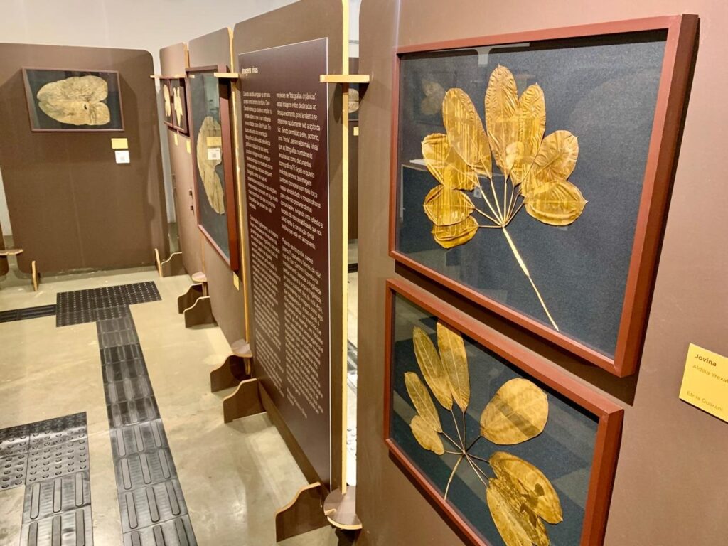 A imagem mostra uma exposição em um ambiente interno, provavelmente um museu ou uma galeria, dedicada à cultura indígena Guarani. As paredes são revestidas por painéis de cor marrom, nos quais estão penduradas várias molduras contendo folhas secas, que são apresentadas como "fotografias orgânicas". Essas folhas têm diferentes formatos, como folhas palmadas e cordadas, e estão montadas sobre fundos escuros, destacando seus detalhes naturais. À esquerda, há um grande painel com um texto em português intitulado "Imagens vivas", que explica o conceito dessas fotografias orgânicas: imagens que se deterioram com o tempo, simbolizando a fragilidade da vida e a efemeridade da memória, ressaltando a cultura e a resistência das comunidades Guarani do estado de São Paulo. O texto convida à reflexão sobre a relação entre fotografia, tempo, vida e memória. Ao lado direito, há uma pequena legenda amarela identificando o artista ou a origem das imagens: "Jovina, Aldeia Yrexak, Etnia Guarani". O chão claro possui um caminho tátil, sugerindo acessibilidade para pessoas com deficiência visual. A iluminação é suave e focada nas obras, criando um ambiente acolhedor que valoriza a beleza natural das folhas e o significado simbólico das "fotografias orgânicas". A exposição transmite uma mensagem de valorização da cultura indígena e da impermanência da vida.