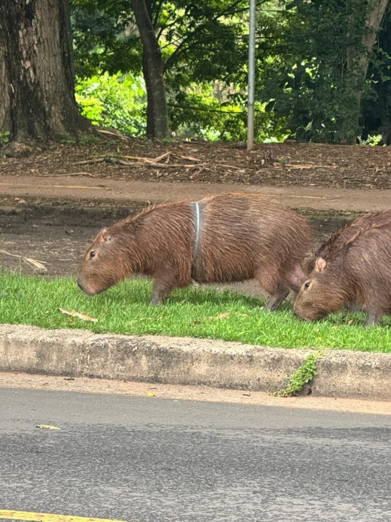 A imagem mostra dois capivaras ao lado de uma estrada asfaltada. O capivara em destaque está no centro da imagem, com um anel plástico apertado preso ao redor do corpo, o que parece ser um resíduo de lixo que ficou preso no animal. O capivara tem pelagem marrom-avermelhada e está na grama verde, aparentemente pastando ou andando. Ao lado dele, parcialmente visível, está outro capivara também alimentando-se na grama. O ambiente ao redor é uma área natural com árvores e vegetação, sugerindo que eles estão próximos a uma zona urbana ou parque. A cena chama atenção para o impacto do lixo humano na vida selvagem.