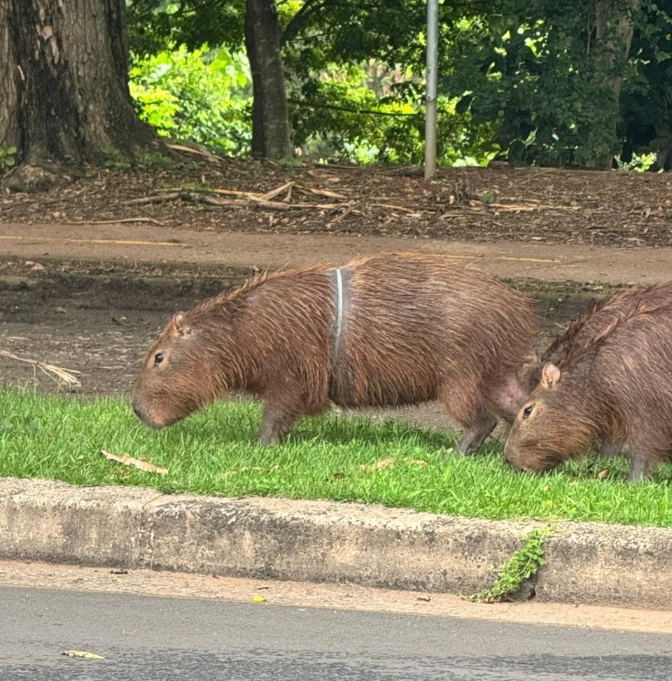 A imagem mostra duas capivaras próximos a uma estrada asfaltada. O capivara principal está no centro da imagem, caminhando para a esquerda, e possui um anel de plástico azul claro preso apertadamente ao redor do corpo, o que parece estar incomodando o animal. O segundo capivara aparece parcialmente, à direita, com a cabeça abaixada, aparentemente se alimentando da grama. Eles estão sobre uma faixa de grama verde, próxima ao meio-fio de concreto que separa a grama do asfalto. Ao fundo, há uma área de terra com folhas e galhos espalhados, além de árvores e vegetação densa. A cena está iluminada pela luz do dia, transmitindo um ambiente natural, embora o anel de plástico indique um problema ambiental, como lixo que afeta os animais.