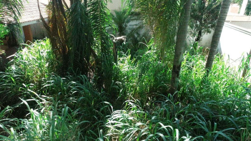 A imagem mostra um jardim ou quintal bastante verde e exuberante, visto de cima em um ângulo que permite ver a vegetação densa. No primeiro plano, há uma grande quantidade de grama alta e espessa, que domina boa parte da cena. Ao fundo, aparecem várias árvores e plantas, incluindo palmeiras com folhas longas e caídas, criando um ambiente bastante natural e selvagem. A luz do sol incide diretamente sobre a grama e as folhas, destacando os diferentes tons de verde, que vão do verde claro ao verde escuro. Também é possível ver um muro branco ao fundo e parte do telhado de uma casa, indicando que o local é um jardim residencial. A imagem transmite uma sensação de natureza abundante e talvez um pouco descuidada, com a vegetação crescendo livremente.