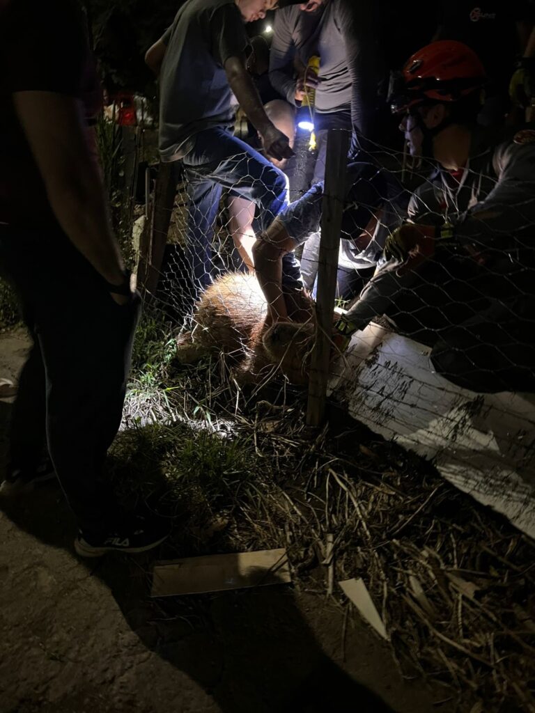 A imagem mostra uma cena noturna de resgate de um capivara preso em uma cerca de arame. O animal está no centro da foto, próximo ao chão coberto por grama seca e sujeira. Ao redor do capivara, há várias pessoas tentando ajudá-lo. Uma delas, à direita, usa capacete vermelho e luvas, provavelmente um socorrista. Outras pessoas estão do lado oposto da cerca, algumas usando lanternas para iluminar o local. A iluminação é forte e direcionada, criando sombras intensas. No canto inferior esquerdo, aparecem as pernas de uma pessoa vestindo calça preta e tênis da marca FILA. O ambiente é escuro, sugerindo que o resgate ocorre à noite. A cerca de arame divide a cena, separando o animal das pessoas que o auxiliam.