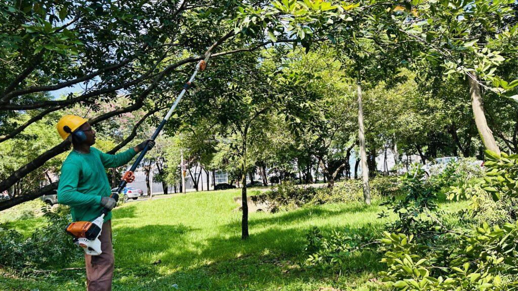 A imagem mostra um homem podando uma árvore em um ambiente ao ar livre, provavelmente um parque ou área verde urbana. Ele está usando equipamento de segurança, incluindo capacete amarelo, protetores auriculares, luvas e roupas adequadas para o trabalho, como uma camisa verde e calças marrons. O homem segura uma ferramenta elétrica de poda com cabo longo, que parece ser um podador de galhos da marca STIHL, caracterizada pelas cores branca e laranja. A cena ocorre durante o dia, com luz natural brilhante e céu azul visível entre as folhas das árvores. Ao fundo, há outras árvores, um gramado verde, um poste de energia e alguns carros estacionados, indicando que a área pode estar próxima a uma rua ou via pública. O homem está concentrado na tarefa de cortar um galho da árvore, e a imagem transmite uma sensação de cuidado e manutenção do espaço verde.