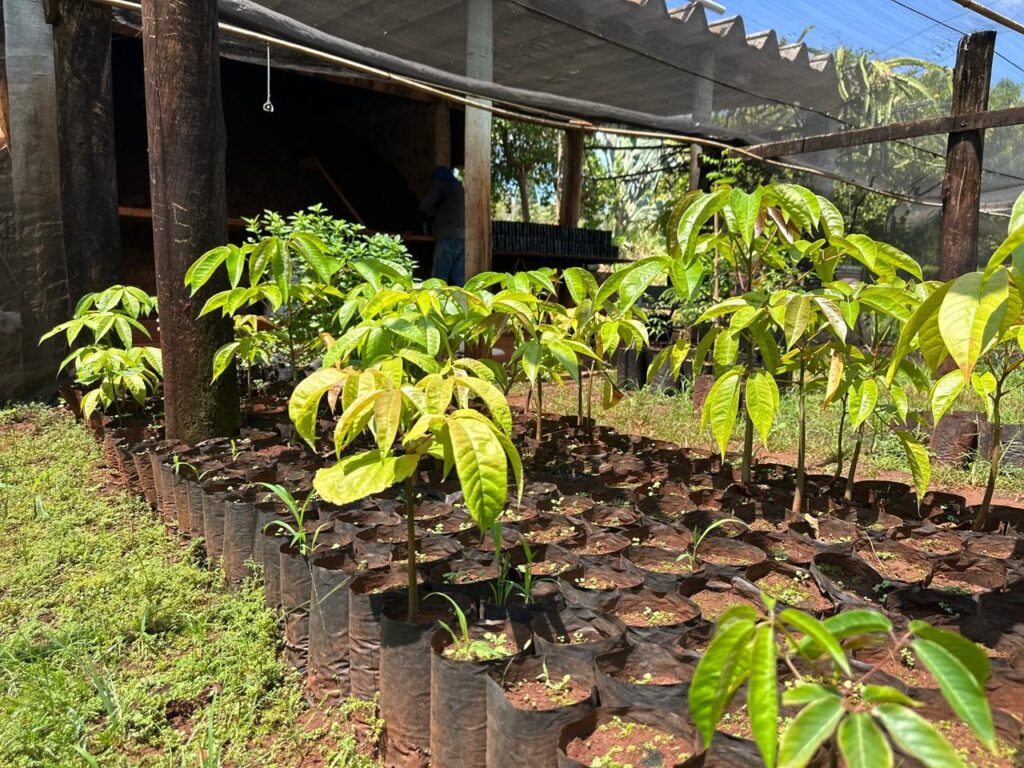 A imagem mostra um viveiro com várias mudas plantadas em sacos plásticos pretos organizados em fileiras. As mudas são pequenas, com folhas verdes e algumas com tonalidades amareladas, indicando que estão em fase inicial de crescimento. O viveiro está localizado em um espaço coberto por uma estrutura de tela que permite a entrada de luz filtrada, protegendo as plantas do sol direto. À esquerda, há um tronco de árvore grosso e, ao fundo, uma pessoa está trabalhando no viveiro. O chão é coberto por grama e terra, e a iluminação natural cria um efeito de luz e sombra no ambiente. A cena transmite uma sensação de cuidado e cultivo de plantas em um ambiente controlado.
