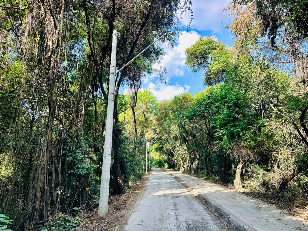 A imagem mostra uma estrada pavimentada que serpenteia por uma floresta densa e exuberante. As árvores altas e cheias de folhas verdes formam um corredor natural ao redor da estrada, criando um efeito de túnel. Várias videiras pendem dos galhos, dando um aspecto selvagem e quase intocado ao local. À esquerda da estrada, há um poste de energia cinza com um poste de iluminação acoplado. A superfície da estrada apresenta desgaste e algumas irregularidades, sugerindo pouco uso ou manutenção limitada. O céu azul com algumas nuvens brancas é visível através das aberturas na copa das árvores, indicando que é um dia claro e ensolarado. A imagem transmite uma sensação de tranquilidade e contato com a natureza, com uma mistura harmoniosa entre elementos naturais e construídos pelo homem.