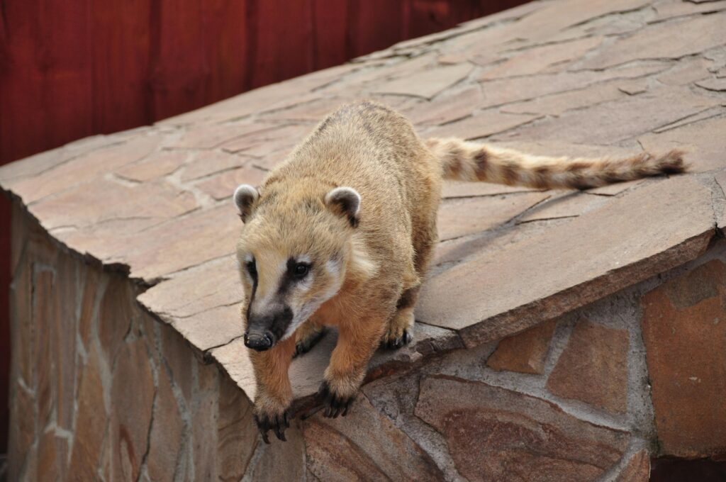 A imagem mostra um quati sul-americano (Nasua nasua) posicionado no centro, sobre uma estrutura feita de pedras. O quati tem pelagem de cor bege amarelada e uma longa cauda com anéis escuros, que se estende para a direita da imagem. Seu rosto é alongado, com um focinho escuro e manchas escuras ao redor dos olhos. O animal está em uma postura de agachamento ou escalada, com as patas dianteiras e garras longas e escuras segurando a borda da superfície de pedra. A luz é natural e difusa, destacando a textura áspera da pelagem do quati e das pedras irregulares da estrutura. O fundo é desfocado e apresenta uma cerca de madeira vertical em tom marrom avermelhado, que contrasta com a cor clara do animal, fazendo-o se destacar. A composição sugere que a foto foi tirada em um ambiente controlado, como um zoológico ou habitat de vida selvagem gerenciado. A imagem está em foco nítido no rosto e nas patas dianteiras do quati, enquanto o fundo e a ponta da cauda estão desfocados.