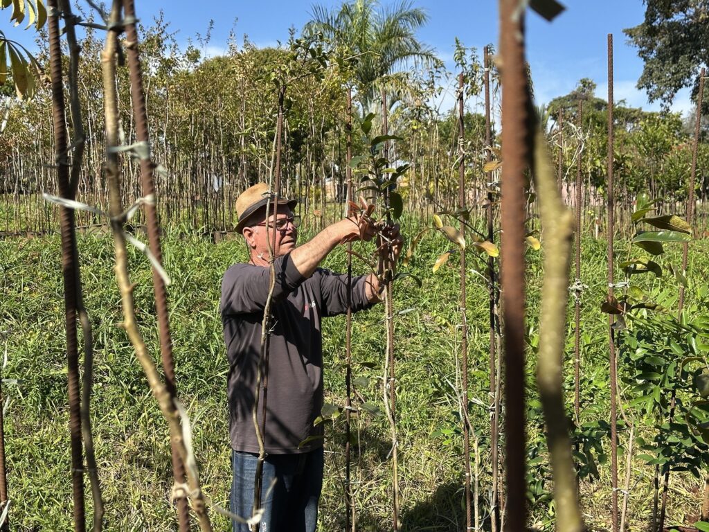 A imagem mostra um homem de meia-idade trabalhando em um viveiro ou pomar durante um dia ensolarado. Ele veste um chapéu de palha, óculos, uma camisa cinza escura de mangas longas e calça jeans azul. O homem está cuidando de uma muda jovem, ajustando ou podando suas folhas e galhos com as mãos. A muda está apoiada em uma estaca fina de metal. Ao redor dele, há várias mudas semelhantes, também sustentadas por estacas metálicas finas e enferrujadas. O cenário é ao ar livre, com muitas árvores jovens alinhadas e algumas palmeiras ao fundo, sob um céu azul claro. A luz natural destaca a cena, sugerindo que é durante o dia. A imagem transmite uma sensação de trabalho agrícola e cuidado com as plantas.