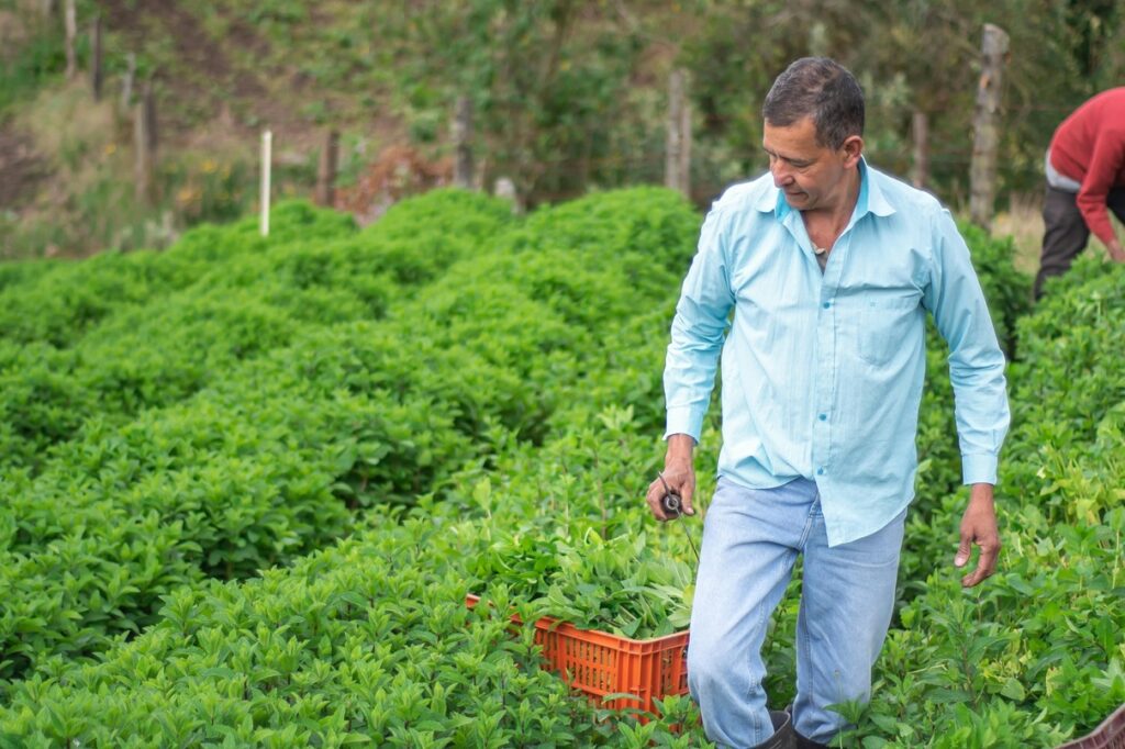 A imagem mostra um homem de meia-idade trabalhando em uma plantação de hortelã ou ervas verdes. Ele está vestindo uma camisa social azul clara e calça jeans, segurando uma pequena ferramenta de corte na mão direita. * O trabalhador caminha entre as fileiras densas da plantação, que ocupam quase toda a extensão do campo. * À sua frente, há uma caixa de plástico laranja cheia de ervas recém-colhidas, indicando o processo de colheita manual. * Ao fundo, é possível ver parte de uma cerca de madeira e, no canto superior direito, a silhueta de outra pessoa vestindo uma camisa vermelha, sugerindo que é um trabalho comunitário ou em equipe. * O ambiente é rural e ao ar livre, com uma iluminação natural difusa que destaca o tom vibrante do verde das plantas.