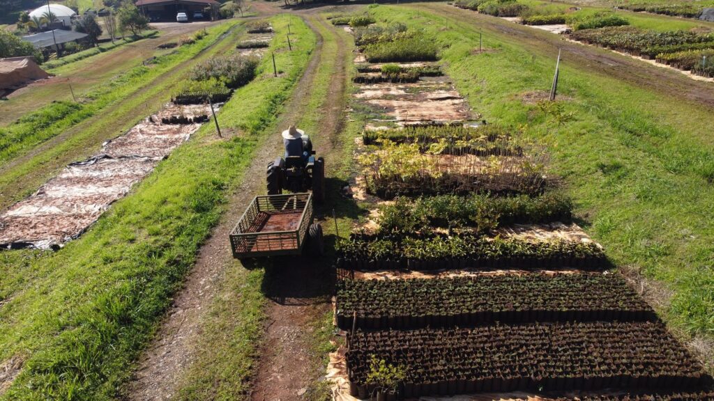 A imagem mostra uma vista aérea de um viveiro de plantas ou uma fazenda agrícola. No centro da imagem, há uma pessoa dirigindo um pequeno trator que puxa um reboque metálico, circulando por um caminho de terra. A pessoa usa um chapéu de palha largo, típico para proteção contra o sol. À direita do caminho, há várias fileiras organizadas de mudas, cada uma em pequenos sacos plásticos pretos, dispostas em canteiros longos e cobertos por um tecido ou plástico claro. O terreno ao redor é coberto por grama, e é possível ver marcas de pneus no solo. Ao fundo, há mais áreas de cultivo, algumas estruturas cobertas por telhados brancos e alguns veículos estacionados próximos a construções. A iluminação indica que é um dia claro, com sombras bem definidas. As cores predominantes são os tons terrosos do solo, o verde vibrante das plantas e o tom neutro dos equipamentos do viveiro.
