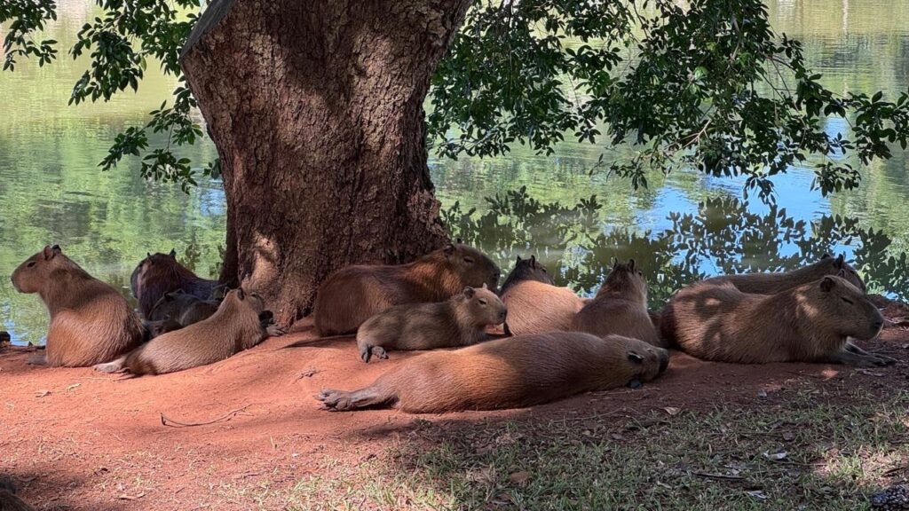 A imagem mostra um grupo de capivaras descansando tranquilamente à sombra de uma grande árvore, próximo à beira de um corpo d'água calmo. As capivaras estão em diferentes posições, algumas deitadas e outras sentadas, transmitindo uma sensação de paz e relaxamento. A luz do sol atravessa as folhas da árvore, criando um jogo de luz e sombra no solo avermelhado e nos animais. A água reflete as folhas e galhos, adicionando profundidade à cena. O ambiente parece natural e sereno, destacando o comportamento social e pacífico dessas capivaras em seu habitat.