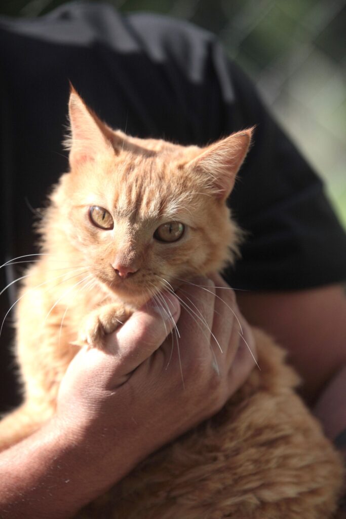 Uma pessoa está segurando um gato de pelagem laranja em um ambiente externo. O gato está virado para a câmera, com um olhar atento e curioso; as orelhas estão levemente apontadas para os lados. A luz parece ser natural (luz do sol vindo de lado), o que realça a textura do pelo do gato e ilumina parte do rosto dele, criando um contraste bonito com a metade em sombra. A pessoa veste uma camisa preta, que contribui para o contraste visual entre o gato iluminado e o resto da cena. O fundo está levemente desfocado (bokeh), sugerindo uma cerca ou alguma área externa, mantendo o foco no gato e na pessoa.