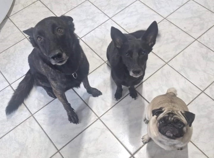 A imagem mostra três cachorros sentados em um piso de azulejos brancos. Da esquerda para a direita, há um cachorro grande de pelagem preta com manchas mais claras no peito, um cachorro menor de pelagem preta com orelhas pontudas para cima, e um cachorro da raça pug, de pelagem bege, com a típica face enrugada e o rabo enrolado. Eles estão olhando para cima, em direção à câmera, que capturou a imagem de um ângulo superior. O ambiente parece ser interno, com iluminação suave que cria sombras discretas sob os cães. O piso é composto por grandes azulejos quadrados de tom claro com um leve padrão marmorizado. A imagem transmite uma sensação de atenção e curiosidade dos cães.