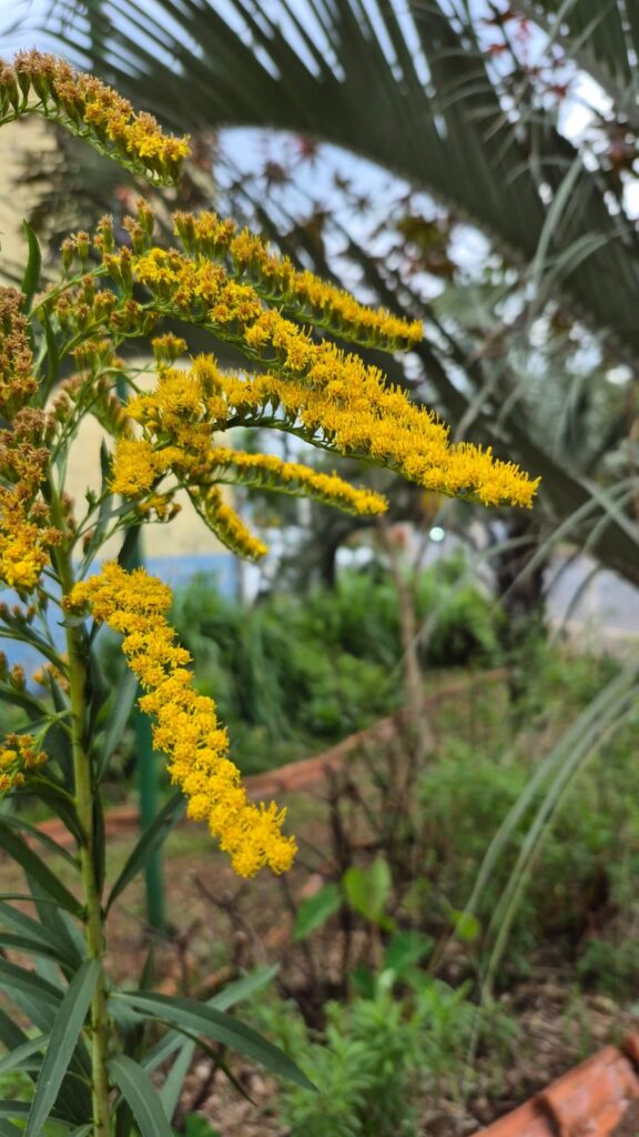 A imagem mostra uma planta com várias flores pequenas e amarelas, agrupadas ao longo dos seus caules. As flores são delicadas e vibrantes, destacando-se em meio ao fundo desfocado. As folhas da planta são verdes e longas, criando um contraste agradável com o amarelo intenso das flores. O fundo da imagem é predominantemente verde, sugerindo um ambiente ao ar livre, possivelmente um jardim ou área natural, com algumas folhas de palmeira visíveis no canto superior direito. A iluminação é suave e natural, realçando as cores e texturas da planta sem criar sombras fortes. A composição da foto é vertical, com a planta se estendendo para cima e ocupando a maior parte do quadro, transmitindo uma sensação de frescor e vida.