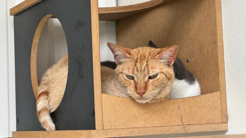 A imagem mostra duas gatas descansando dentro de uma casinha de madeira montada na parede, que parece ser feita de MDF cru. Em primeiro plano, há uma gata laranja, com pelo curto e olhar calmo, voltada para a câmera. Atrás dela, parcialmente escondida, está outra gata de pelo preto e branco. A casinha tem um formato de cubo aberto na frente e um buraco circular em uma das laterais, por onde a cauda da gata laranja passa. O ambiente parece ser interno, com uma parede branca ao fundo. A cena transmite uma sensação de tranquilidade e conforto para os animais.