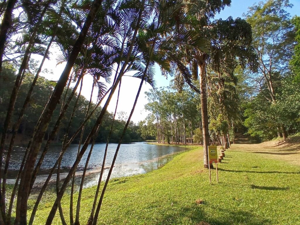 A imagem exibe uma paisagem natural serena e ensolarada, focada em um lago tranquilo que se estende ao fundo. * O lado esquerdo é emoldurado por palmeiras esguias e escuras, com troncos finos que se projetam em direção ao centro da cena. * À direita, estende-se uma vasta área gramada e iluminada, onde uma fileira de árvores mais altas acompanha a margem do lago. * Há uma placa informativa fixada em um suporte de madeira na grama, próxima à margem, indicando a presença de uma trilha ou área de visitação. * O céu azul claro e a luz do sol sugerem um dia agradável, criando um contraste entre as sombras das árvores na margem esquerda e a luminosidade da área aberta.