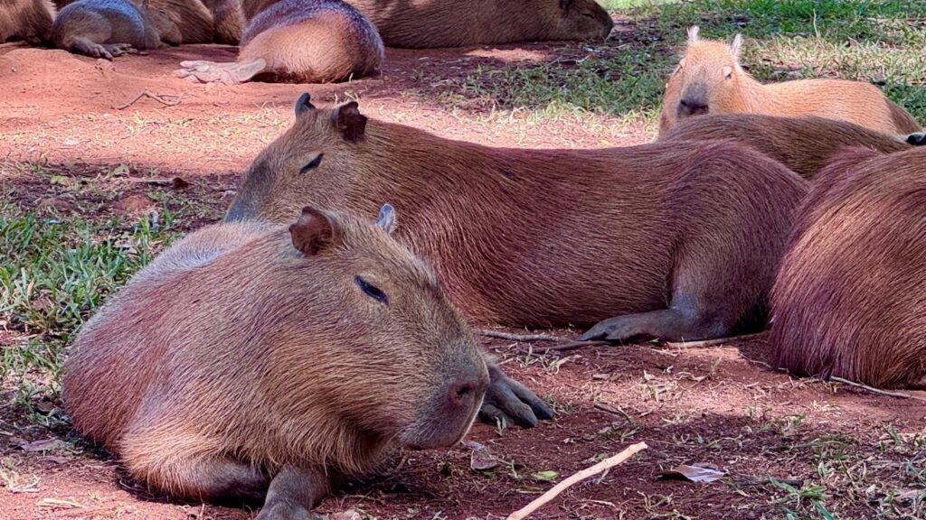 Aqui está a descrição do ficheiro: uma imagem de várias capivaras descansando num ambiente natural, com atmosfera tranquila. Capivaras: várias no enquadramento; duas em primeiro plano deitadas e com olhos fechados, uma no canto superior direito acordada e a olhar para a câmara, outras ao fundo parcialmente desfocadas. Ambiente: solo de terra batida (tonalidade avermelhada) com manchas de relva; iluminação indica dia ensolarado e sombras suaves. Impressão geral: cena serena, transmite descanso e tranquilidade típica desse animal semiaquático.