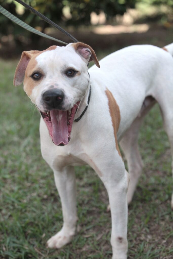 A imagem mostra um cachorro de tamanho médio em um gramado verde. O cachorro tem pelagem curta, predominantemente branca com manchas marrons claras nas orelhas e nas costas. Ele está com a boca aberta, parecendo estar ofegante ou bocejando, e seus olhos estão focados na câmera, transmitindo uma expressão alegre e animada. O cachorro usa uma coleira preta presa a uma guia que sai da parte superior esquerda da imagem. O fundo está desfocado, indicando que a foto foi tirada em um ambiente externo, provavelmente um parque ou jardim, em um dia claro. A iluminação natural destaca os detalhes da pelagem e a boca aberta do animal.