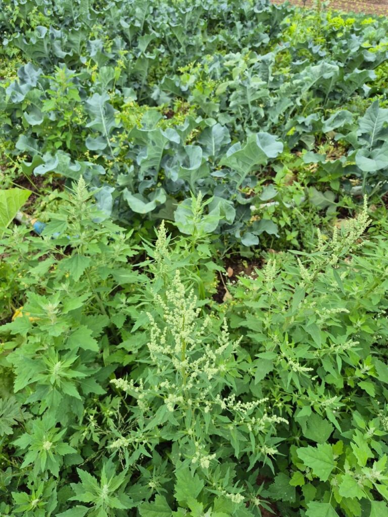 A imagem mostra um campo com duas espécies diferentes de plantas. Na parte da frente e no meio, há plantas com folhas largas, que têm formato triangular a ovado, e que possuem inflorescências altas e ramificadas com pequenas flores esverdeadas. Essas plantas parecem ser ervas daninhas ou algum tipo de planta herbácea. Ao fundo, vê-se uma plantação densa de plantas com folhas grandes, lobadas e verdes, que lembram brócolis ou uma planta da família das brassicas. A cena é dominada por vários tons de verde, com uma iluminação que sugere um dia nublado ou sombra, pois não há sombras fortes. As folhas têm texturas variadas, desde lisas e cerosas nas plantas semelhantes ao brócolis até um pouco aveludadas nas plantas da frente. A perspectiva da imagem é ao nível do solo, olhando para dentro do campo, e não há pessoas ou textos visíveis.