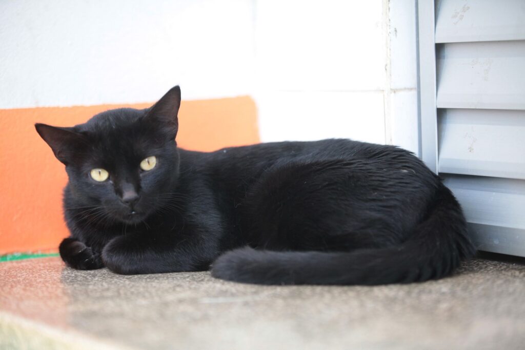 A imagem mostra um gato preto deitado sobre uma superfície clara e texturizada, possivelmente uma parede ou um parapeito. O gato está voltado para o lado direito, mas com a cabeça virada para olhar diretamente para a câmera, com olhos amarelos claros que se destacam bastante contra seu pelo escuro. Ao fundo, há uma parede branca com uma faixa horizontal laranja, e à direita, parte de uma porta ou janela com persianas brancas. A iluminação é suave, destacando o pelo do gato e a textura da superfície onde ele está deitado. O gato aparenta estar calmo e atento.
