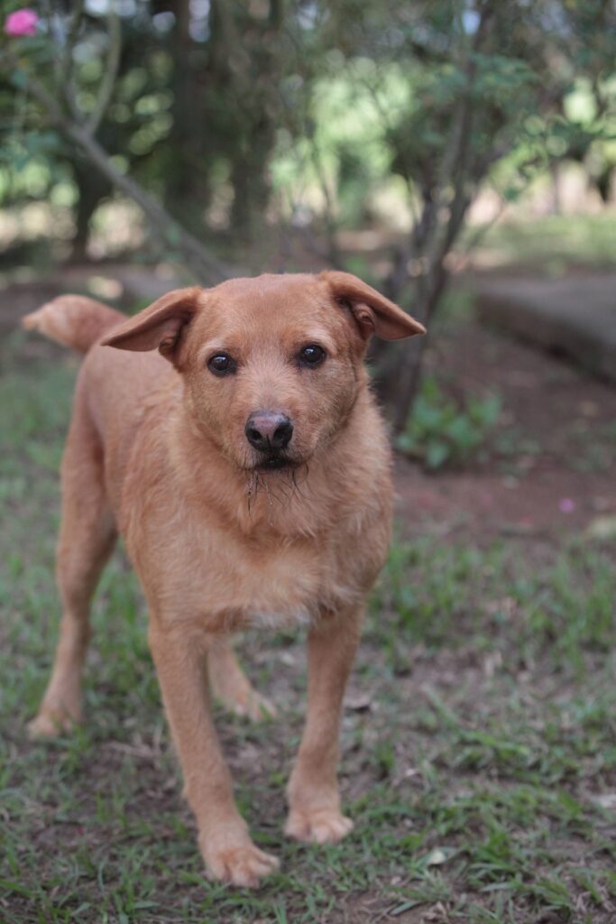 A imagem apresenta um cachorro de porte médio com pelagem curta de cor caramelo, posicionado em pé sobre um gramado. O animal está voltado diretamente para a câmera, exibindo uma expressão serena e atenta, com suas orelhas levemente caídas. Um detalhe notável é a presença de alguns fios de saliva pendurados em seu focinho, sugerindo que ele pode ter acabado de beber água ou estar com calor. O fundo é composto por um jardim levemente desfocado, com folhagens e arbustos, o que destaca o cão como o ponto focal central da fotografia. A iluminação natural indica um ambiente externo durante o dia.