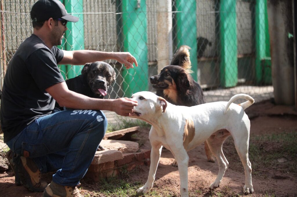 A imagem mostra um homem agachado interagindo com três cães em um ambiente que parece ser um abrigo ou canil ao ar livre. O homem usa um boné preto, camiseta preta e calça jeans azul com a inscrição "SWM" na perna esquerda. Ele está estendendo a mão direita em direção a um cão branco com manchas marrons que está em pé, olhando para ele. Atrás desse cão, há outro de tamanho médio com pelagem preta e marrom, que também está voltado para o homem. À esquerda, um terceiro cão, com pelagem escura e manchada, está sentado próximo às pernas do homem, com a língua para fora. O local é cercado por uma cerca de arame galvanizado com postes verdes, e o chão é de terra, indicando um espaço externo. A luz natural ilumina a cena, criando um ambiente acolhedor e mostrando a interação amigável entre o homem e os cães.