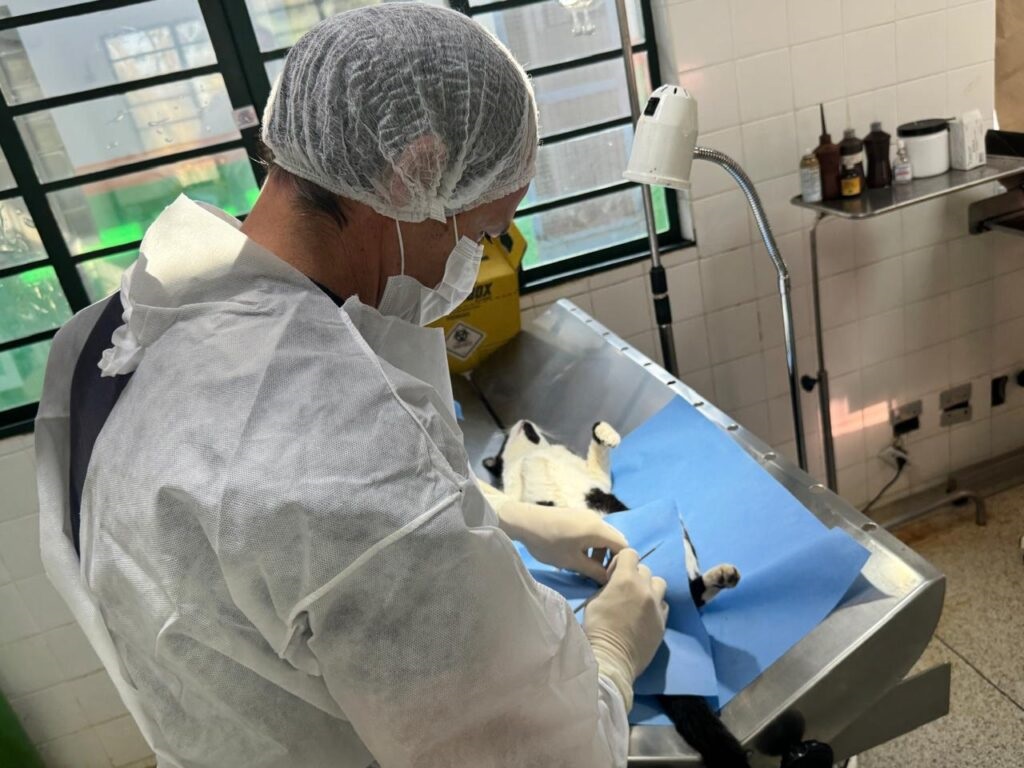 A imagem mostra um veterinário realizando um procedimento cirúrgico em um gato. O profissional está vestido com equipamento de proteção completo, incluindo avental cirúrgico branco, touca e máscara, garantindo um ambiente estéril. O gato está deitado de costas sobre um campo cirúrgico azul em uma mesa de aço inoxidável. A sala é iluminada por uma luz cirúrgica acima e há uma janela ao fundo que deixa entrar luz natural. Ao redor, é possível ver uma prateleira com frascos e um recipiente amarelo para descarte de materiais biológicos. A cena transmite um ambiente clínico e higienizado, com foco no cuidado e na precisão do procedimento veterinário.