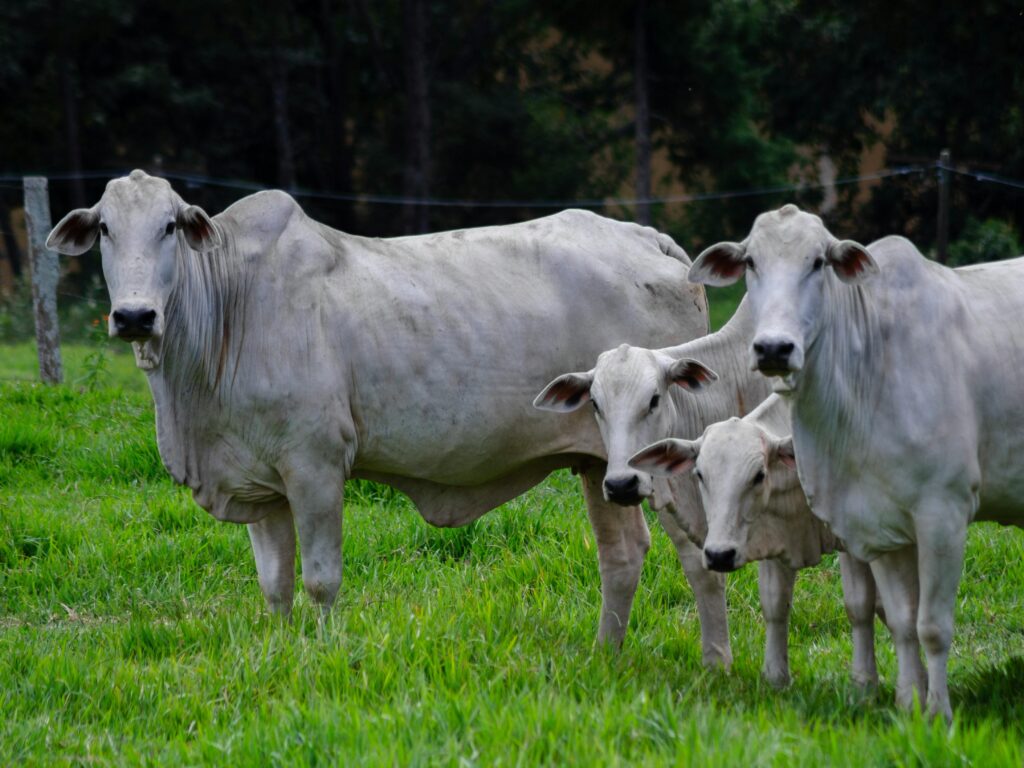 A imagem mostra quatro bois da raça Nellore em um campo verdejante. Eles estão alinhados de forma que todos estão de frente para a câmera. À esquerda, há um boi adulto com uma cor clara e uma corcova proeminente, característica da raça. Ao lado dele, há dois bezerros menores e, mais à direita, outro boi adulto. O pasto é muito verde e bem cuidado, e ao fundo há uma linha de árvores escuras, provavelmente uma floresta ou um bosque. O céu está levemente nublado, o que proporciona uma luz suave e uniforme sobre os animais e a vegetação. A imagem transmite uma sensação de tranquilidade e natureza.