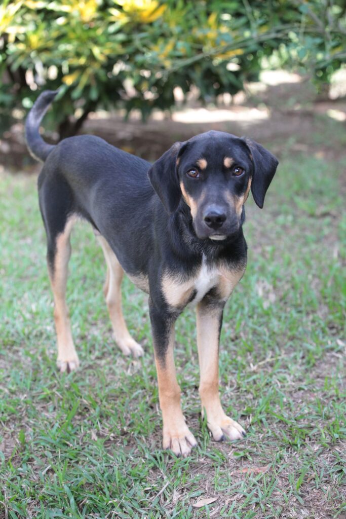 A imagem mostra um cachorro de porte médio em um ambiente externo, provavelmente um jardim ou quintal, com grama verde ao redor. O cão tem pelagem curta e preta com marcas marrons no focinho, acima dos olhos e nas patas, além de uma pequena mancha branca no peito. As orelhas são caídas e escuras, e o rabo está curvado para cima. O cachorro está olhando diretamente para a câmera, com uma expressão atenta e tranquila. O fundo está desfocado, destacando o animal em primeiro plano. A iluminação é natural, suave, sugerindo que a foto foi tirada durante o dia.